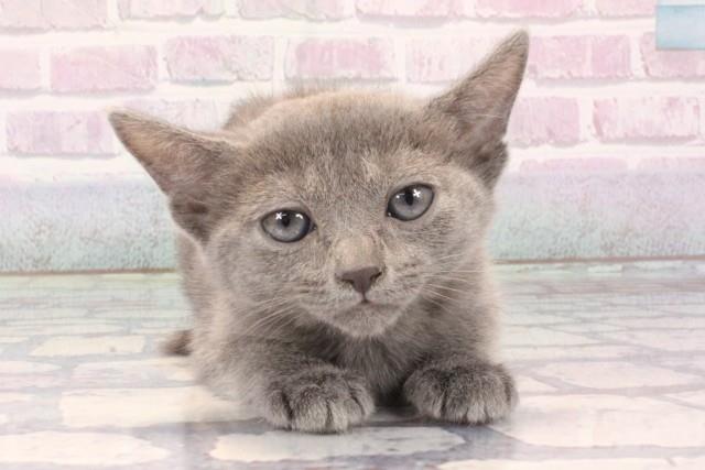 大阪府のロシアンブルー (Coo&RIKU心斎橋店/2025年11月13日生まれ/女の子/ブルー)の子猫の1枚目の画像
