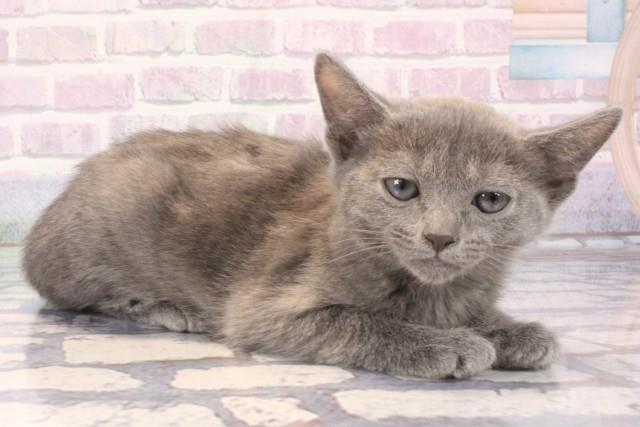 大阪府のロシアンブルー (Coo&RIKU心斎橋店/2025年11月13日生まれ/女の子/ブルー)の子猫の2枚目の画像