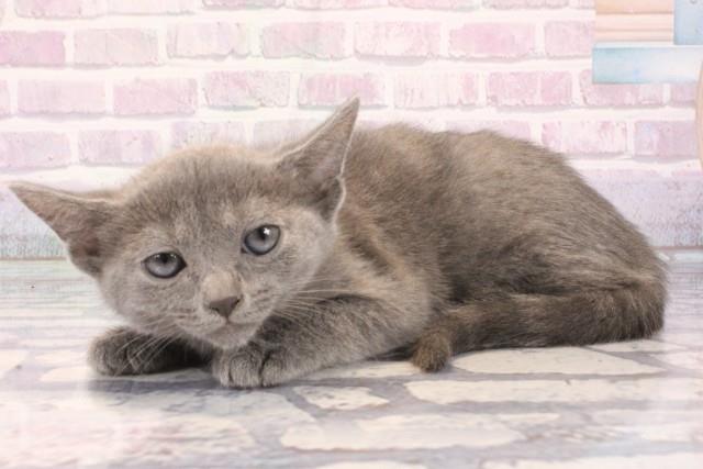 大阪府のロシアンブルー (Coo&RIKU心斎橋店/2025年11月13日生まれ/女の子/ブルー)の子猫の3枚目の画像