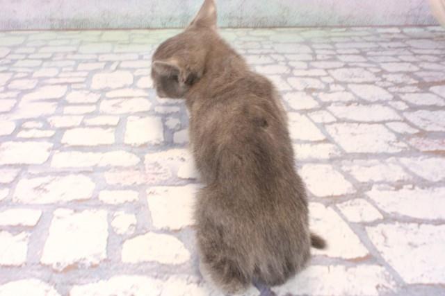 大阪府のロシアンブルー (Coo&RIKU心斎橋店/2025年11月13日生まれ/女の子/ブルー)の子猫の4枚目の画像