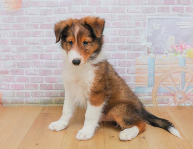 北海道のシェットランドシープドッグ (Coo&RIKU函館店/2025年10月3日生まれ/男の子/セーブルホワイト)の子犬の2枚目の画像