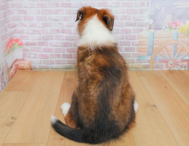 北海道のシェットランドシープドッグ (Coo&RIKU函館店/2025年10月3日生まれ/男の子/セーブルホワイト)の子犬の4枚目の画像