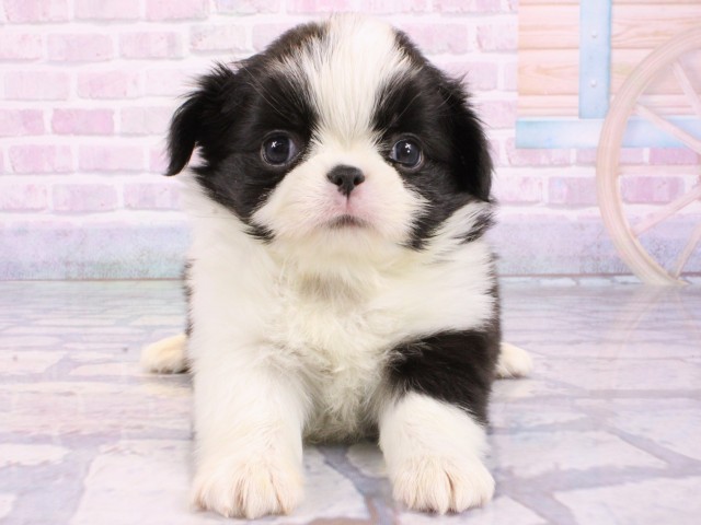 兵庫県のハーフ犬・ミックス犬 (Coo&RIKU尼崎店/2026年1月15日生まれ/男の子/ブラックホワイト)の子犬