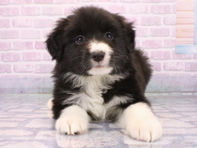 ボーダーコリー