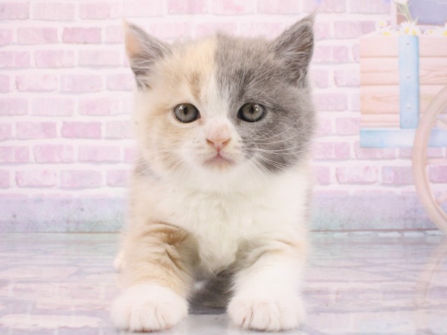 京都府のブリティッシュショートヘアー (Coo&RIKU京都店/2026年1月14日生まれ/女の子/ブルーパッチドタビーホワイト)の子猫の1枚目の画像