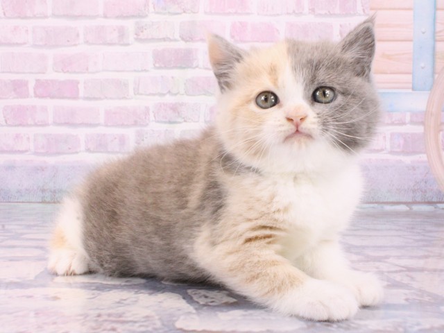 京都府のブリティッシュショートヘアー (Coo&RIKU京都店/2026年1月14日生まれ/女の子/ブルーパッチドタビーホワイト)の子猫の2枚目の画像