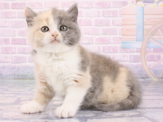 京都府のブリティッシュショートヘアー (Coo&RIKU京都店/2026年1月14日生まれ/女の子/ブルーパッチドタビーホワイト)の子猫の3枚目の画像