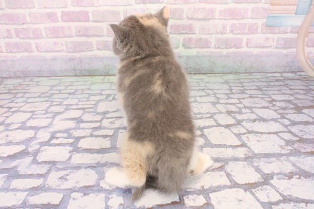 京都府のブリティッシュショートヘアー (Coo&RIKU京都店/2026年1月14日生まれ/女の子/ブルーパッチドタビーホワイト)の子猫の4枚目の画像