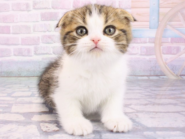 大阪府のスコティッシュフォールド (Coo&RIKU高槻店/2026年1月14日生まれ/男の子/ブラウンタビーホワイト)の子猫の1枚目の画像