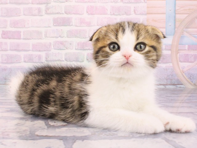 大阪府のスコティッシュフォールド (Coo&RIKU高槻店/2026年1月14日生まれ/男の子/ブラウンタビーホワイト)の子猫の2枚目の画像