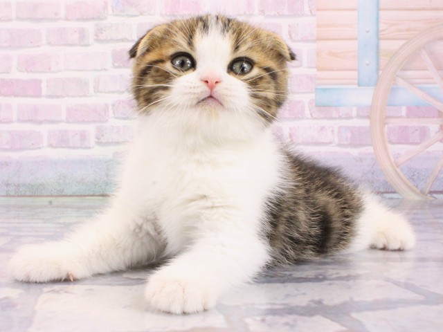 大阪府のスコティッシュフォールド (Coo&RIKU高槻店/2026年1月14日生まれ/男の子/ブラウンタビーホワイト)の子猫の3枚目の画像