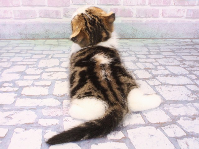 大阪府のスコティッシュフォールド (Coo&RIKU高槻店/2026年1月14日生まれ/男の子/ブラウンタビーホワイト)の子猫の4枚目の画像