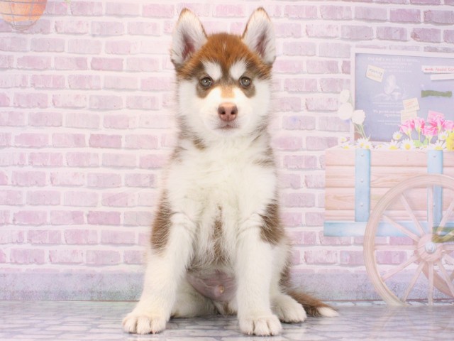 兵庫県のシベリアンハスキー (Coo&RIKU丹波店/2026年1月15日生まれ/男の子/チョコレートホワイト)の子犬