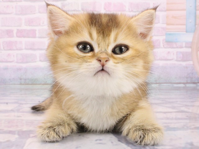 京都府のブリティッシュショートヘアー (Coo&RIKU京都河原町店/2026年1月14日生まれ/男の子/ブラックゴールデンシェーデット)の子猫の1枚目の画像