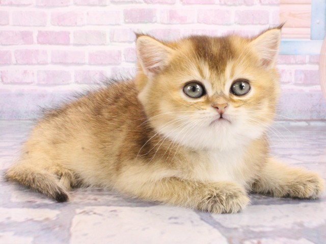 京都府のブリティッシュショートヘアー (Coo&RIKU京都河原町店/2026年1月14日生まれ/男の子/ブラックゴールデンシェーデット)の子猫の2枚目の画像