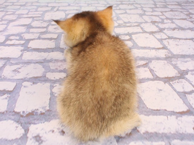 京都府のブリティッシュショートヘアー (Coo&RIKU京都河原町店/2026年1月14日生まれ/男の子/ブラックゴールデンシェーデット)の子猫の4枚目の画像