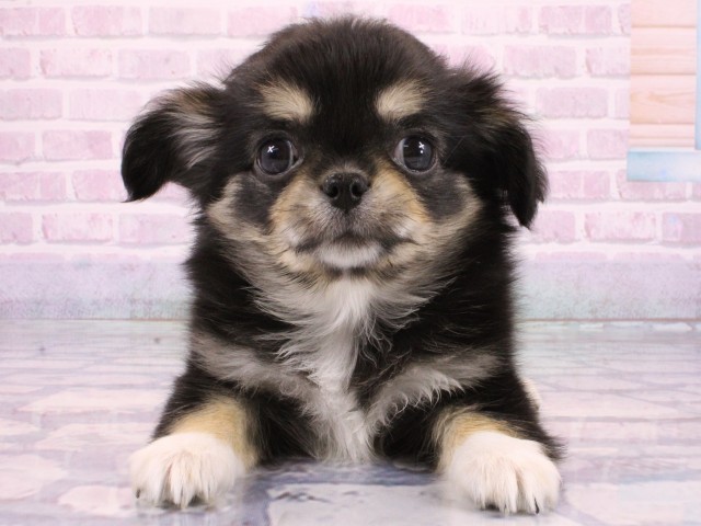 兵庫県のチワワ(ロング) (Coo&RIKU神戸三宮店/2026年1月15日生まれ/女の子/ブラックタンホワイト)の子犬