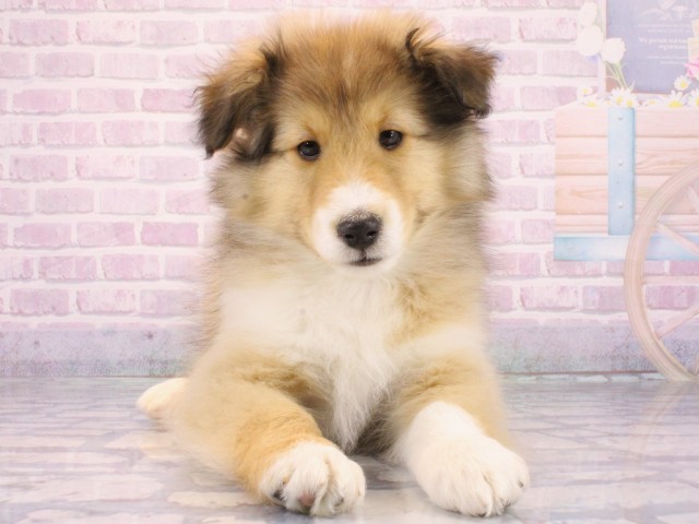 シェットランドシープドッグ