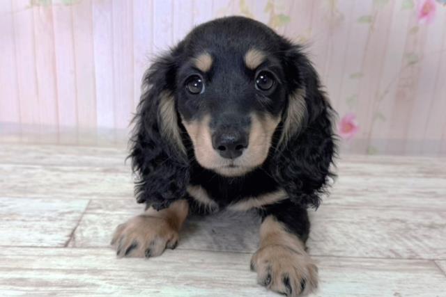 北海道のミニチュアダックスフンド(ロング) (Coo&RIKU函館店/2026年1月12日生まれ/女の子/ブラックタン)の子犬の1枚目の画像