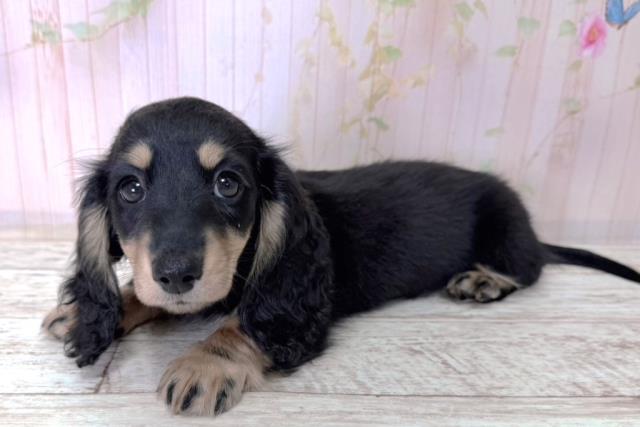 北海道のミニチュアダックスフンド(ロング) (Coo&RIKU函館店/2026年1月12日生まれ/女の子/ブラックタン)の子犬の2枚目の画像