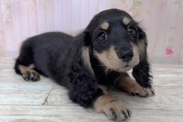 北海道のミニチュアダックスフンド(ロング) (Coo&RIKU函館店/2026年1月12日生まれ/女の子/ブラックタン)の子犬の3枚目の画像