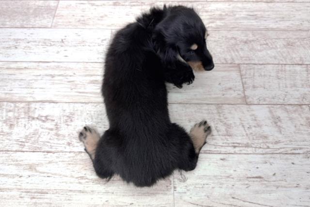 北海道のミニチュアダックスフンド(ロング) (Coo&RIKU函館店/2026年1月12日生まれ/女の子/ブラックタン)の子犬の4枚目の画像