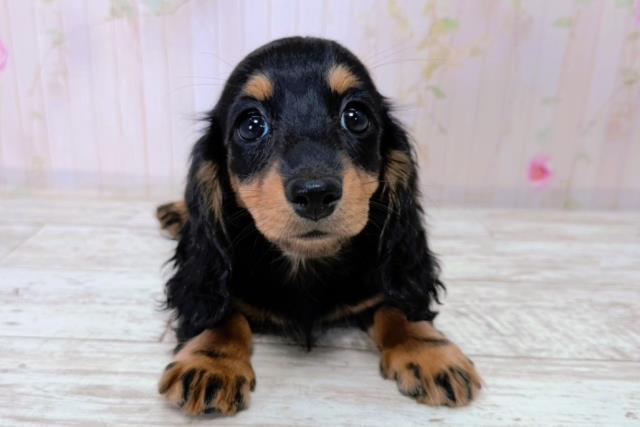 ミニチュア・ダックスフンド