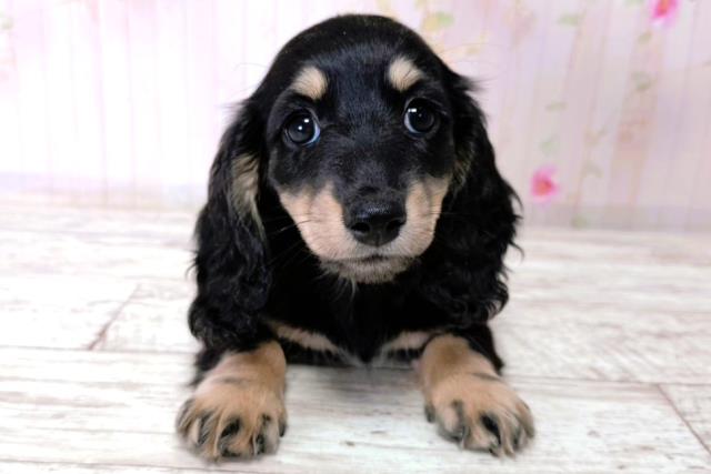 神奈川県のミニチュアダックスフンド(ロング) (Coo&RIKU長津田店/2026年1月12日生まれ/女の子/ブラックタン)の子犬の1枚目の画像