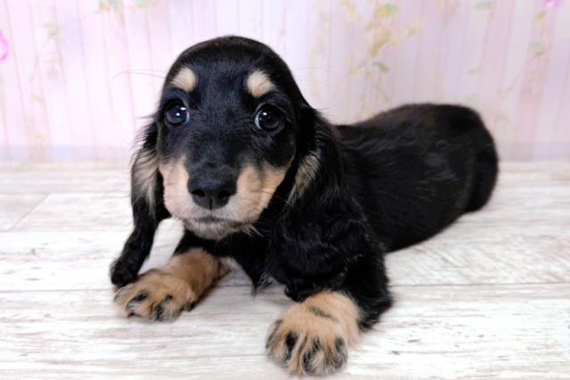 神奈川県のミニチュアダックスフンド(ロング) (Coo&RIKU長津田店/2026年1月12日生まれ/女の子/ブラックタン)の子犬の2枚目の画像