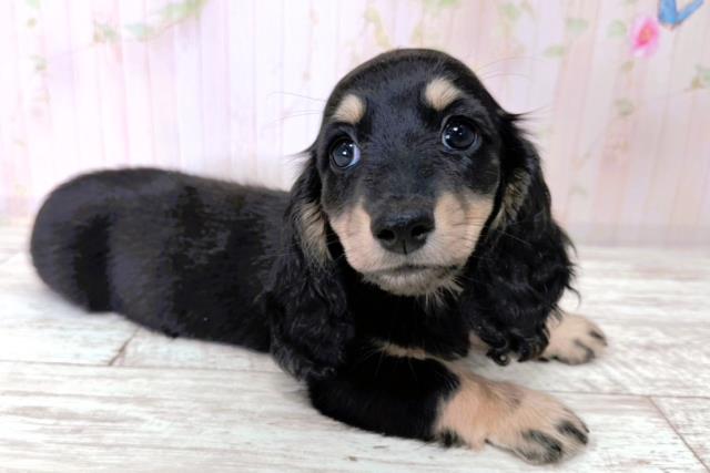 神奈川県のミニチュアダックスフンド(ロング) (Coo&RIKU長津田店/2026年1月12日生まれ/女の子/ブラックタン)の子犬の3枚目の画像