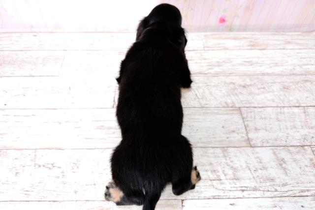 神奈川県のミニチュアダックスフンド(ロング) (Coo&RIKU長津田店/2026年1月12日生まれ/女の子/ブラックタン)の子犬の4枚目の画像