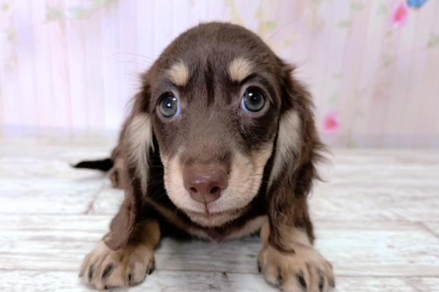 北海道のミニチュアダックスフンド(ロング) (Coo&RIKU札幌西店/2026年1月12日生まれ/女の子/チョコレートタン)の子犬