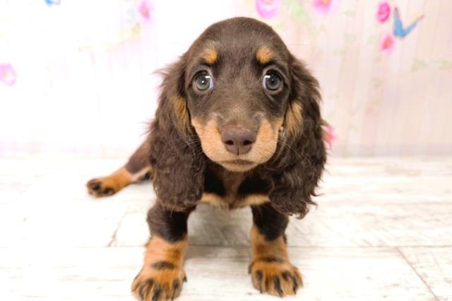 北海道のミニチュアダックスフンド(ロング) (Coo&RIKU北見店/2026年1月12日生まれ/女の子/チョコレートタン)の子犬
