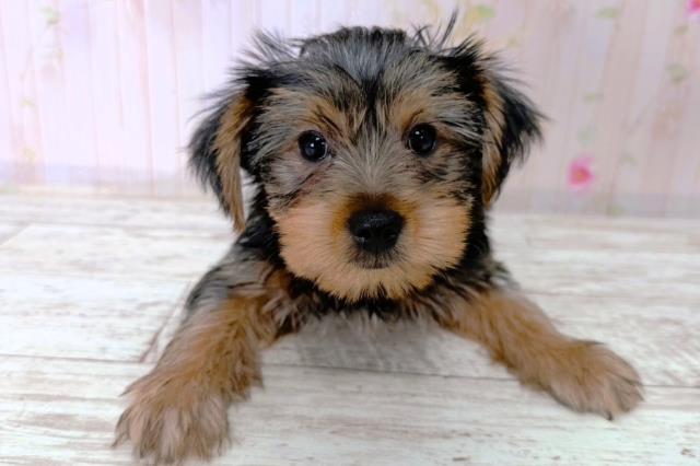 北海道のヨークシャーテリア (Coo&RIKU札幌西店/2026年1月12日生まれ/男の子/スチールブルータン)の子犬