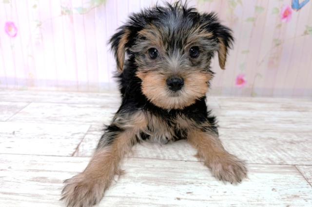 ヨークシャーテリア