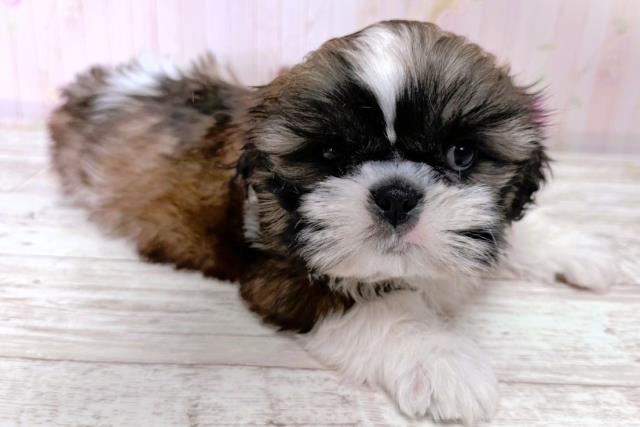 神奈川県のシーズー (Coo&RIKU横浜青葉店/2026年1月14日生まれ/男の子/ホワイトゴールド)の子犬の2枚目の画像