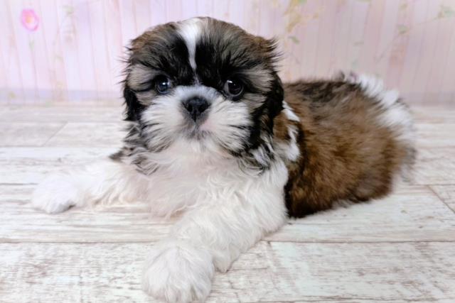 神奈川県のシーズー (Coo&RIKU横浜青葉店/2026年1月14日生まれ/男の子/ホワイトゴールド)の子犬の3枚目の画像