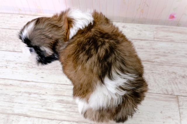 神奈川県のシーズー (Coo&RIKU横浜青葉店/2026年1月14日生まれ/男の子/ホワイトゴールド)の子犬の4枚目の画像