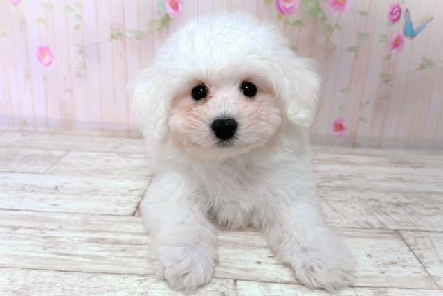 東京都のビションフリーゼ (Coo&RIKU練馬店/2026年1月14日生まれ/男の子/ホワイト)の子犬