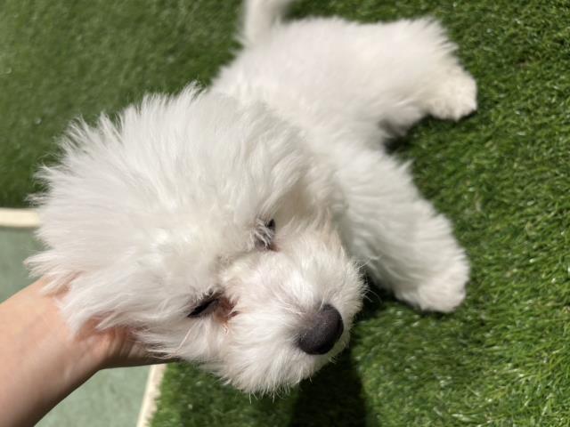 神奈川県のビションフリーゼ (Coo&RIKU長津田店/2026年1月14日生まれ/男の子/ホワイト)の子犬の4枚目の画像