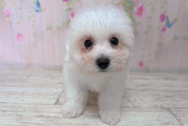 千葉県のビションフリーゼ (Coo&RIKUアクロスモール新鎌ケ谷店/2026年1月14日生まれ/男の子/ホワイト)の子犬