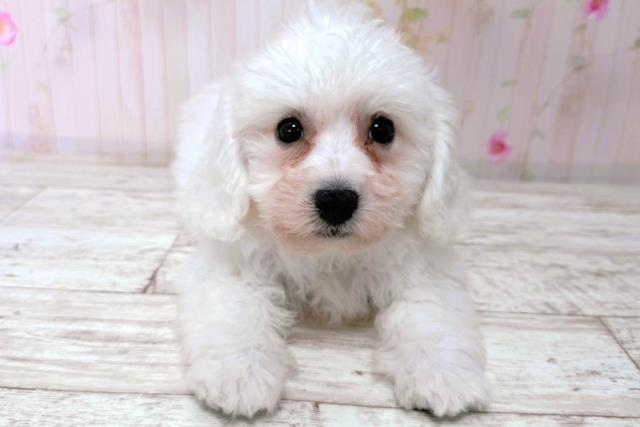 東京都のビションフリーゼ (Coo&RIKU足立本店/2026年1月14日生まれ/女の子/ホワイト)の子犬