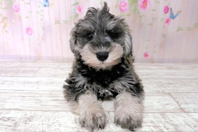 ミニチュア・シュナウザー