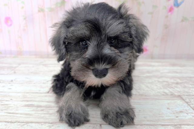 北海道のミニチュアシュナウザー (Coo&RIKU札幌西店/2026年1月14日生まれ/男の子/ソルトペッパー)の子犬