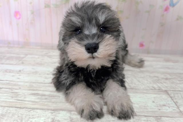 北海道のミニチュアシュナウザー (Coo&RIKU苫小牧店/2026年1月14日生まれ/男の子/ソルトペッパー)の子犬