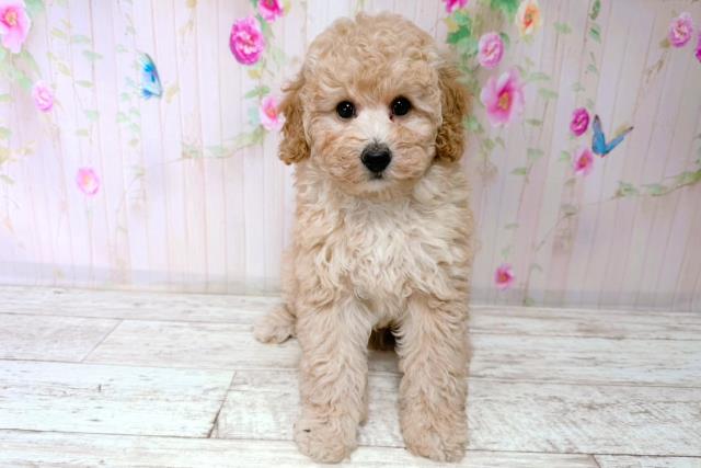 千葉県のトイプードル(トイ) (Coo&RIKUアクロスモール新鎌ケ谷店/2026年1月16日生まれ/男の子/アプリコット)の子犬