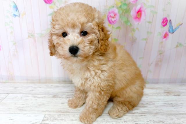 千葉県のトイプードル(トイ) (Coo&RIKU東金店/2026年1月16日生まれ/男の子/アプリコット)の子犬の2枚目の画像