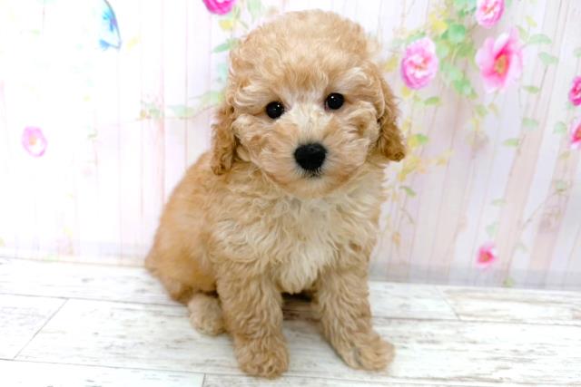 千葉県のトイプードル(トイ) (Coo&RIKU東金店/2026年1月16日生まれ/男の子/アプリコット)の子犬の3枚目の画像