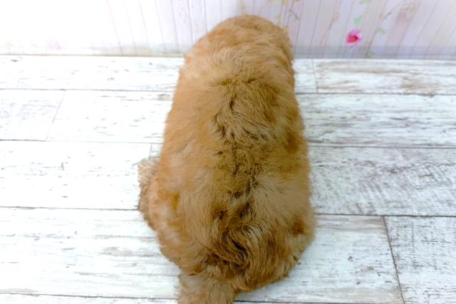 千葉県のトイプードル(トイ) (Coo&RIKU東金店/2026年1月16日生まれ/男の子/アプリコット)の子犬の4枚目の画像