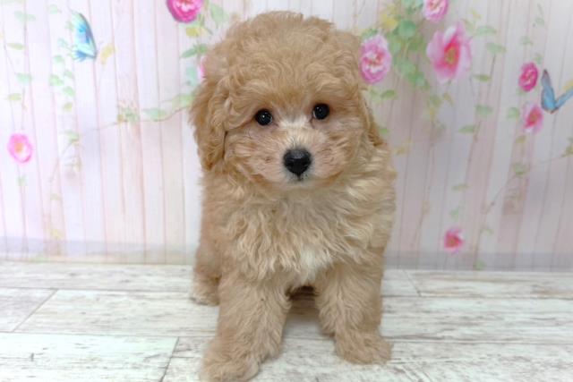 埼玉県のトイプードル(トイ) (Coo&RIKU川越店/2026年1月16日生まれ/男の子/アプリコット)の子犬の1枚目の画像